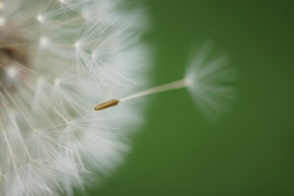 dandelion-1043784_1280