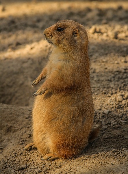 prairie-dog-204709_1280