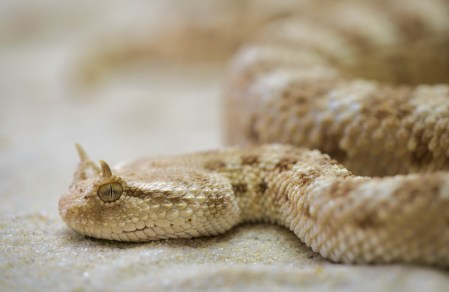 snake-208585_1280.jpg