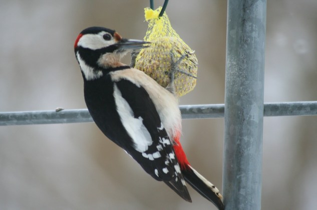 great-spotted-woodpecker-325143_1280