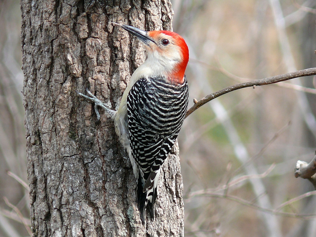 red-bellied-woodpecker-610723_1280