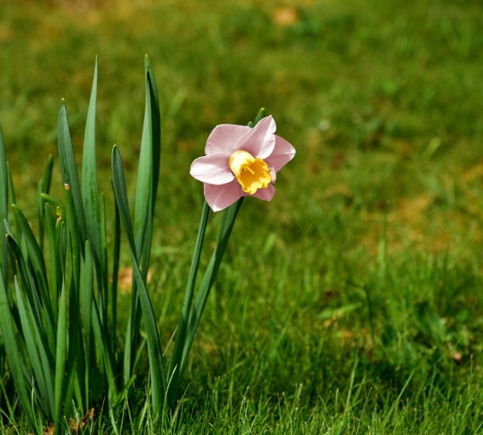 narcissus-765888_1280.jpg