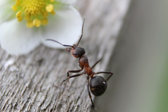ant-954015_1280