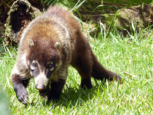coatis-1743047_1280