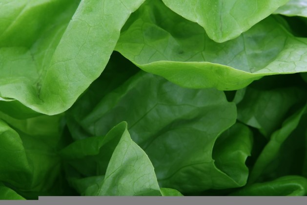 appetite-1239156_1280