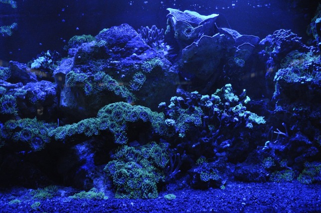 coral-reef-692957_1280