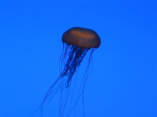 jellyfish-1185278_1280