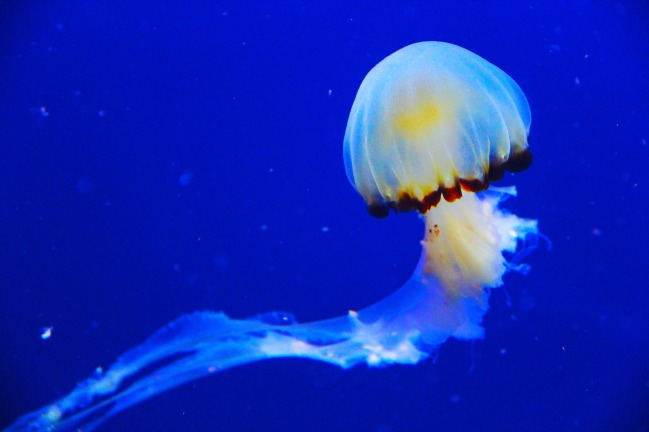 jellyfish-1231820_1280