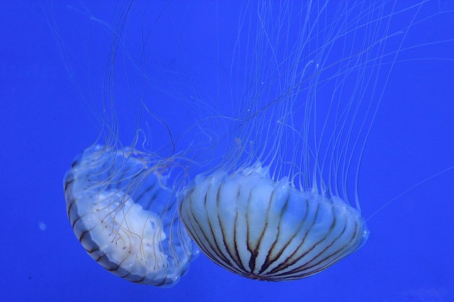 jellyfish-1343351_1280