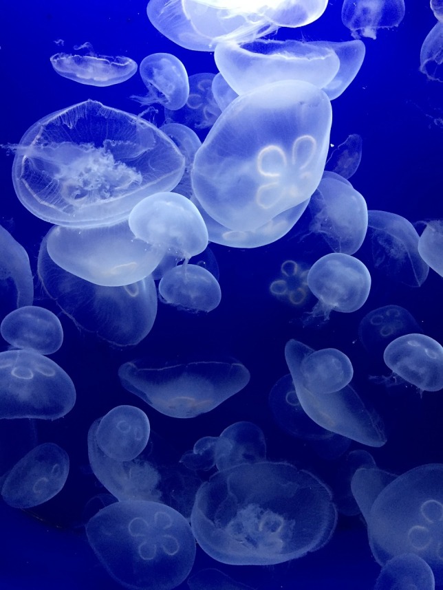 jellyfish-1582746_1280