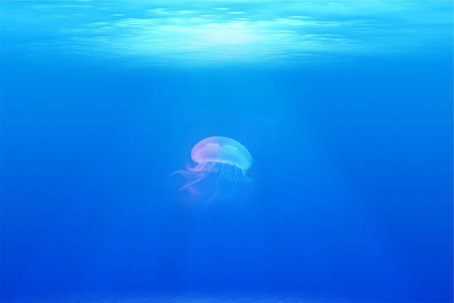 jellyfish-698521_1280