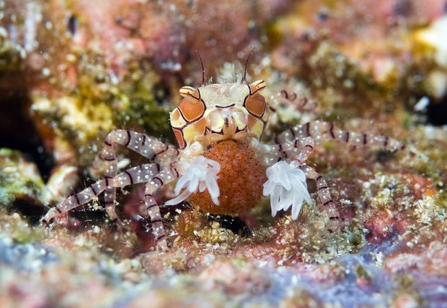 Boxer_Crab_carrying_eggs_-_Lybia_tessellata_(cropped)
