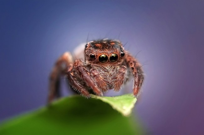 jumping-spider-1183412_1280