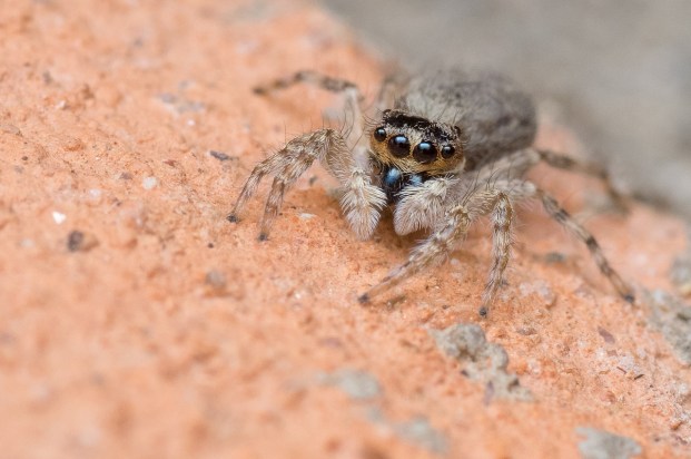 jumping-spider-447311_1280