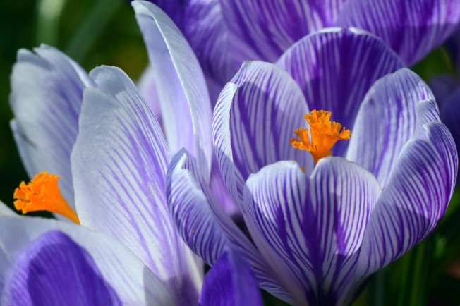 crocus-3273747_1280