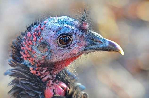 wild-turkey-583190_1280